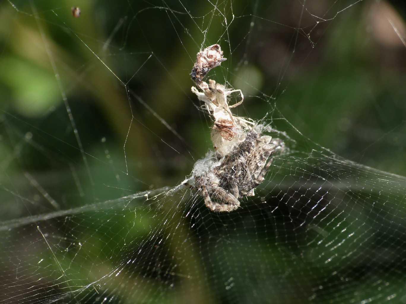 Cyrtophora citricola - Cerveteri (RM)